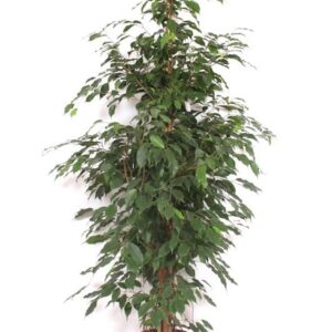 Ficus Exotica Ficus Exotica
(1 Plants/Order)(27cmP 190cmH)