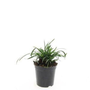 Liriope muscari Liriope muscari 'Big Blue'
(8 Plants/Order)(14cmP 10cmH)