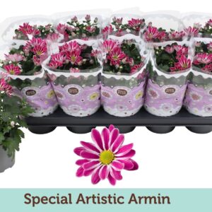 Chrysanthemum Surprising Artist Pin Chrysanthemum Special Artistic Armin
(10 Plants/Order)(12cmP 25cmH)
