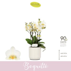 Phalaenopsis Multiflora Boquetto Beauty 3-5 spike in Lazio White
(6 Plants/Order)(12cmP 45cmH)