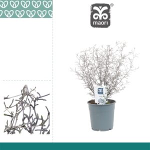 Corockia Maori Silver Corokia Maori Silver
(10 Plants/Order)(12cmP 30cmH)