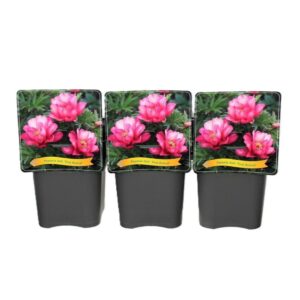 Paeonia (Itoh Grp) First Arrival Paeonia Itoh 'First Arrival' C5
(1 Plants/Order)(21cmP 35cmH)