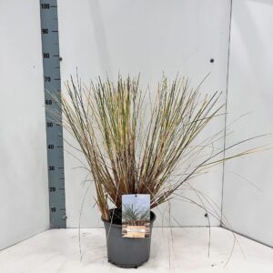 Siergrassen mix Ammophila arenaria
(1 Plants/Order)(21cmP 70cmH)