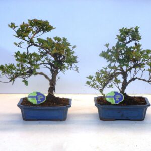 Rhododendron rhododendron indicum, 24 cm shape without driptray
(2 Plants/Order)(24cmP 40cmH)