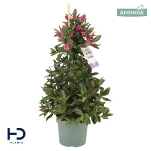 Hebe Hebedonna Nikka Hebe Addenda Nikka piramide p17
(4 Plants/Order)(17cmP 60cmH)