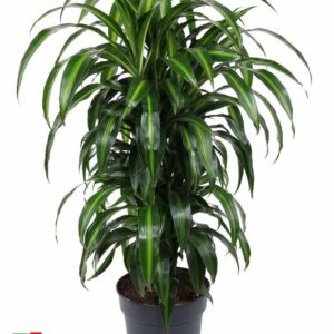 Dracaena Hawaiian Sunshine Dracaena Hawaiiana busch P27
(1 Plants/Order)(27cmP 110cmH)