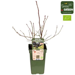 Vaccinium corymbosum Vaccinium corymbosum 'Blue Dessert'® Bio P19
(6 Plants/Order)(19cmP 50cmH)