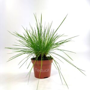 Festuca gras Festuca Blue Select
(12 Plants/Order)(10.5cmP 25cmH)