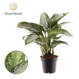 Aglaonema Jubilee Aglaonema Jubilee Petite
(14 Plants/Order)(12cmP 45cmH)