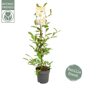 Magnolia Magnolia 'Vanilla Pearls' ® Piramide
(3 Plants/Order)(19cmP 100cmH)