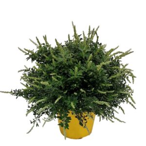 Cytisus x racemosus Cytisus Racemosus Bush -801
(6 Plants/Order)(17cmP 40cmH)