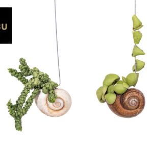 Dischidia Dischidia Shelly Hang (Los)
(6 Plants/Order)(10cmP 30cmH)