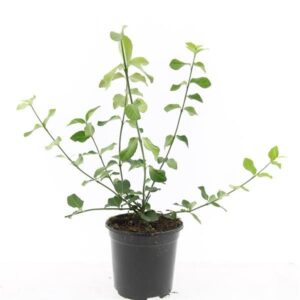 Euonymus fortunei Darts Blanket Euonymus fort. 'Dart's Blanket'
(8 Plants/Order)(14cmP 10cmH)