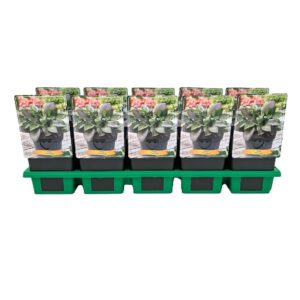 Hosta x fortunei Hosta 'First Blush' P11
(10 Plants/Order)(11cmP 25cmH)