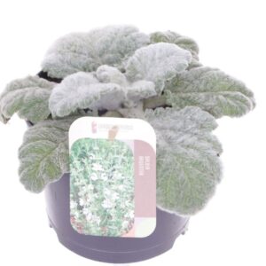 Salvia argentea Salvia argentea
(1 Plants/Order)(17cmP 15cmH)