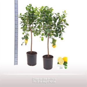 Citrus limon Citroen op stam
(1 Plants/Order)(26cmP 140cmH)