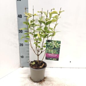 Ligustrum ovalifolium Aureum Ligustrum ovalifolium 'Aureum'
(10 Plants/Order)(12cmP 20cmH)
