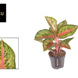 Aglaonema Paradise Red Aglaonema Paradise Red
(6 Plants/Order)(12cmP 40cmH)