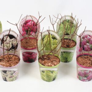 Hydrangea paniculata Hydrangea Paniculata 'Mix' 12 cm in potcover 'Beauty- line' vroeg
(8 Plants/Order)(12cmP 25cmH)