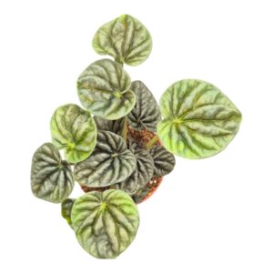 Peperomia Peperomia Candora® Vermeer
(20 Plants/Order)(7cmP 15cmH)