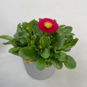 Bellis perennis Rushe Bellis kleinbl. red p9
(24 Plants/Order)(9cmP 20cmH)