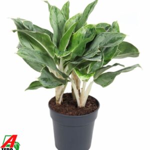 Aglaonema other Aglaonema Horizon
(1 Plants/Order)(24cmP 60cmH)