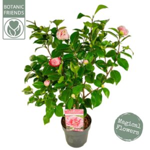 Camellia japonica Camellia jap. 'Bonomiana' Premium
(1 Plants/Order)(19cmP 75cmH)