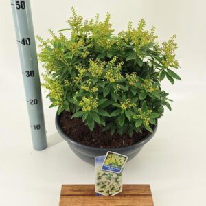 Pieris japonica Purity Pieris jap. ‘Purity’
(1 Plants/Order)(33cmP 40cmH)