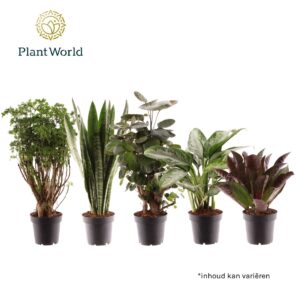 Indoor plants Groenmix Bali (diverse soorten)
(10 Plants/Order)(12cmP 30cmH)