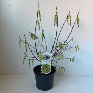 Stachyurus chinensis Stachyurus chin. 'Celina'
(1 Plants/Order)(19cmP 55cmH)