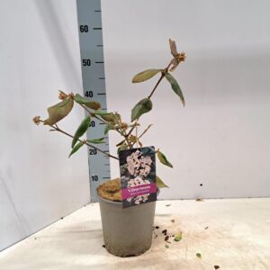 Viburnum burkwoodii Viburnum burkwoodii
(6 Plants/Order)(17cmP 35cmH)