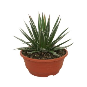 Agave Agave filifera 20 cm
(2 Plants/Order)(20cmP 25cmH)