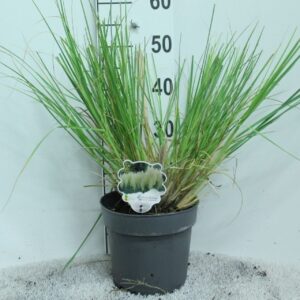 Cortaderia other Cortaderia minipampas 'Hard Groen' P23
(1 Plants/Order)(23cmP 50cmH)