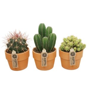 Cactus Cactus mix in 12 cm 'Terracotta Kraagpot'
(6 Plants/Order)(10.5cmP 20cmH)