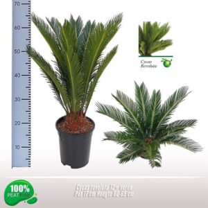Cycas revoluta 12-14 Feathers
(6 Plants/Order)(17cmP 65cmH)
