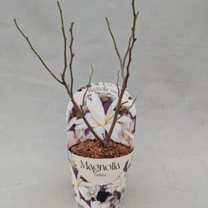Magnolia stellata Magnolia 'Stellata' 17 cm in potcover
(1 Plants/Order)(17cmP 40cmH)