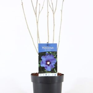 Hibiscus syriacus Hibiscus syr. 'Marina' P19/C3
(1 Plants/Order)(19cmP 55cmH)