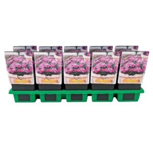 Carnation Code pink Carnation caryophyllus Code ® 'Pink' P11
(10 Plants/Order)(11cmP 25cmH)