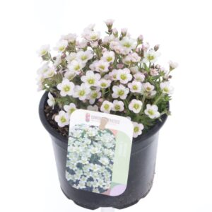 Saxifraga Ice Colour Saxifraga Ice Colours Pearl White
(8 Plants/Order)(13cmP 15cmH)