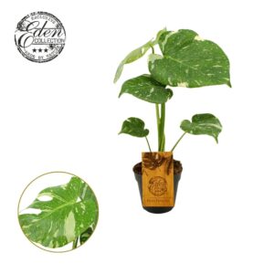 Monstera deliciosa Thai Constellati Monstera Thai Constellation 12cm
(6 Plants/Order)(12cmP 30cmH)
