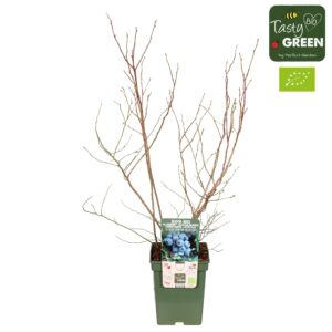 Vaccinium corymbosum Vaccinium corymbosum 'Brigitta Blue' Bio P23
(1 Plants/Order)(23cmP 70cmH)