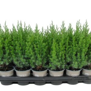 Juniperus chinensis Stricta Juniperus chinensis 'Stricta'
(24 Plants/Order)(9cmP 25cmH)