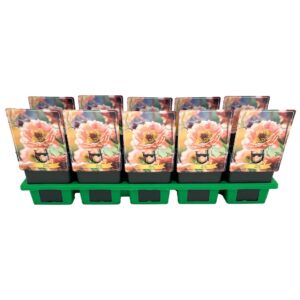 Geum rivale Geum 'Mai Tai' P11
(10 Plants/Order)(11cmP 25cmH)