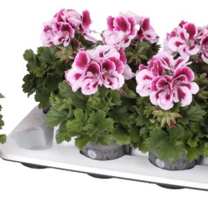Pelargonium Pelargonium Grandifloru Pelg. Don Rodrigo 12cm
(8 Plants/Order)(12cmP 28cmH)
