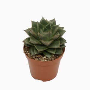 Echeveria purpusorum chinensis 8,5 cm
(12 Plants/Order)(8.5cmP 10cmH)