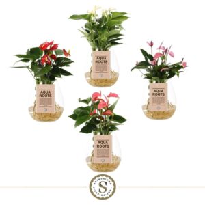 Anthurium mixed 3 c Aqua Roots Bowl mix
(6 Plants/Order)(12cmP 40cmH)