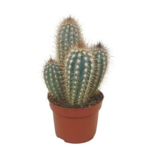 Cereus Pilosocereus braunii 12 cm
(6 Plants/Order)(12cmP 20cmH)