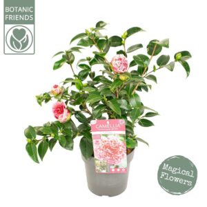 Camellia japonica Camellia jap. 'Volunteer' ® Premium
(1 Plants/Order)(19cmP 75cmH)