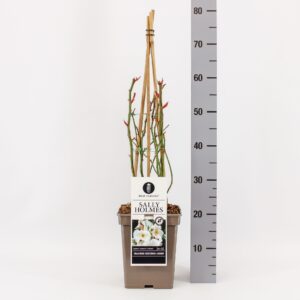 Rosa Rosa (H) Sally Holmes, C5, 4 stok 75 cm
(1 Plants/Order)(23cmP 75cmH)