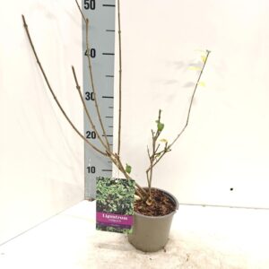 Ligustrum vulgare Atrovirens Ligustrum vulg. 'Atrovirens'
(10 Plants/Order)(12cmP 20cmH)